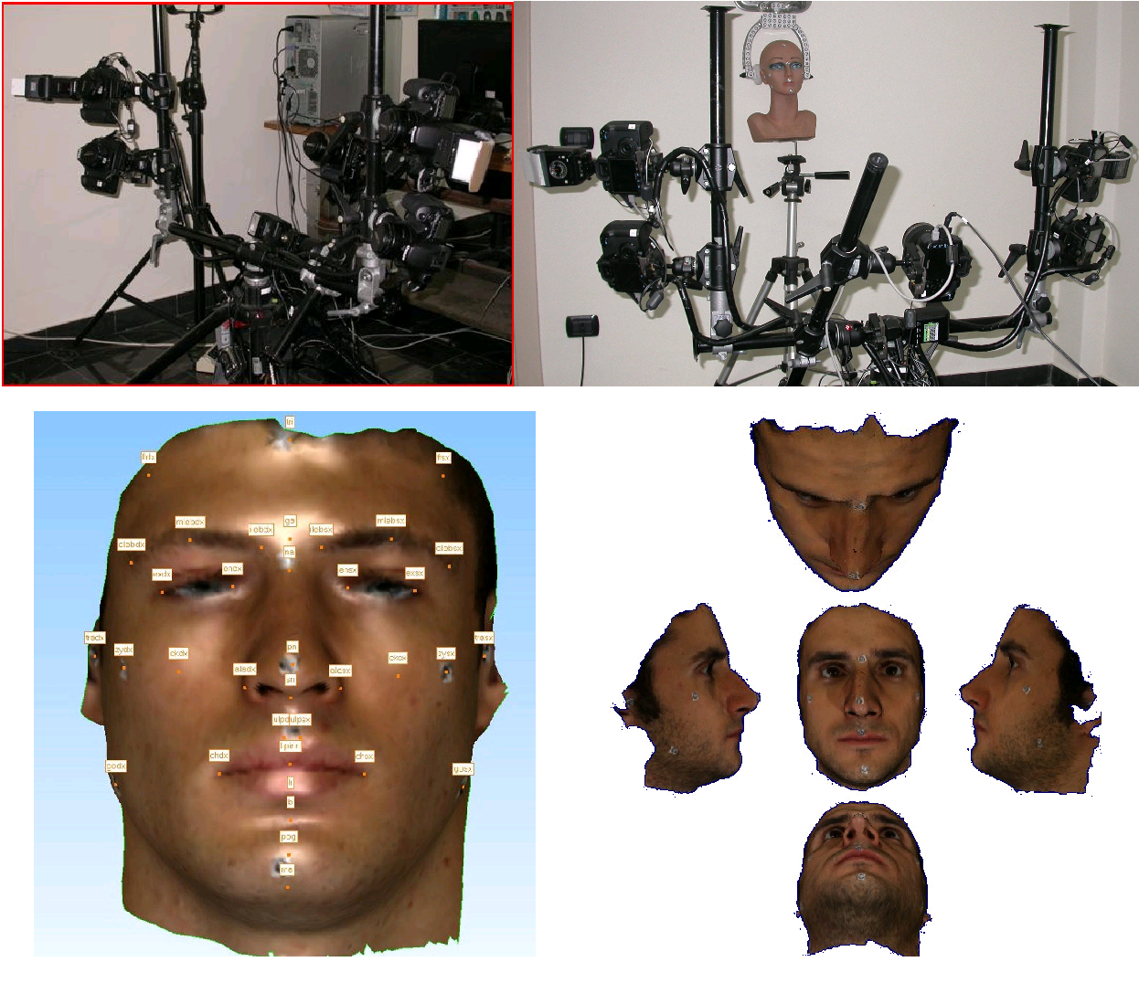 Biologia medida de rostro